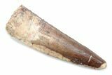 Fossil Spinosaurus Tooth - Real Dinosaur Tooth #370580-1